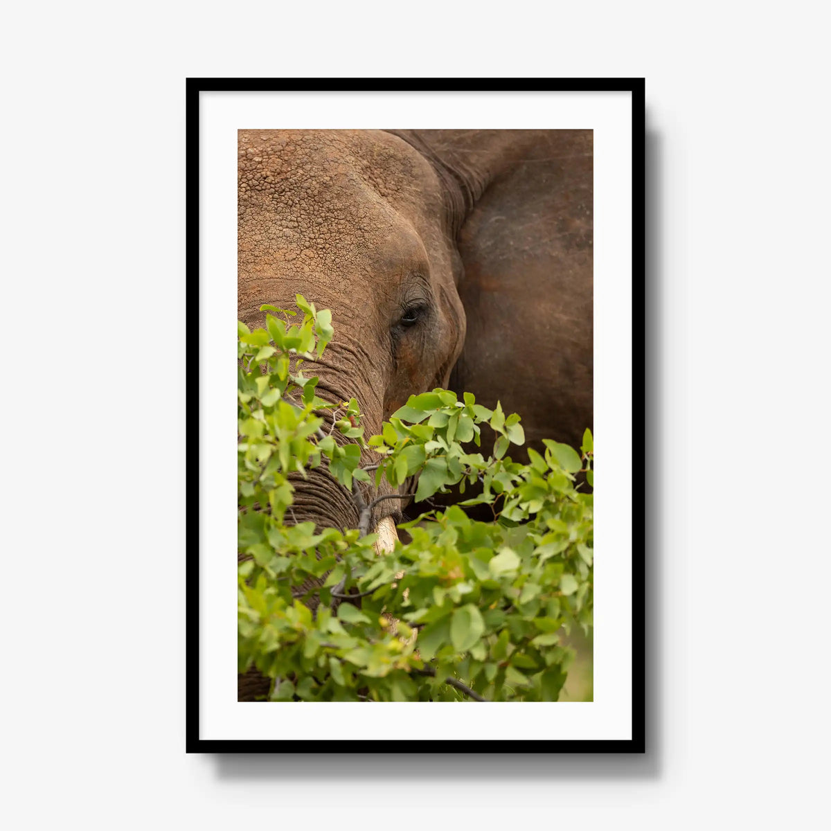 Quiet Giant — gallery / black / mat