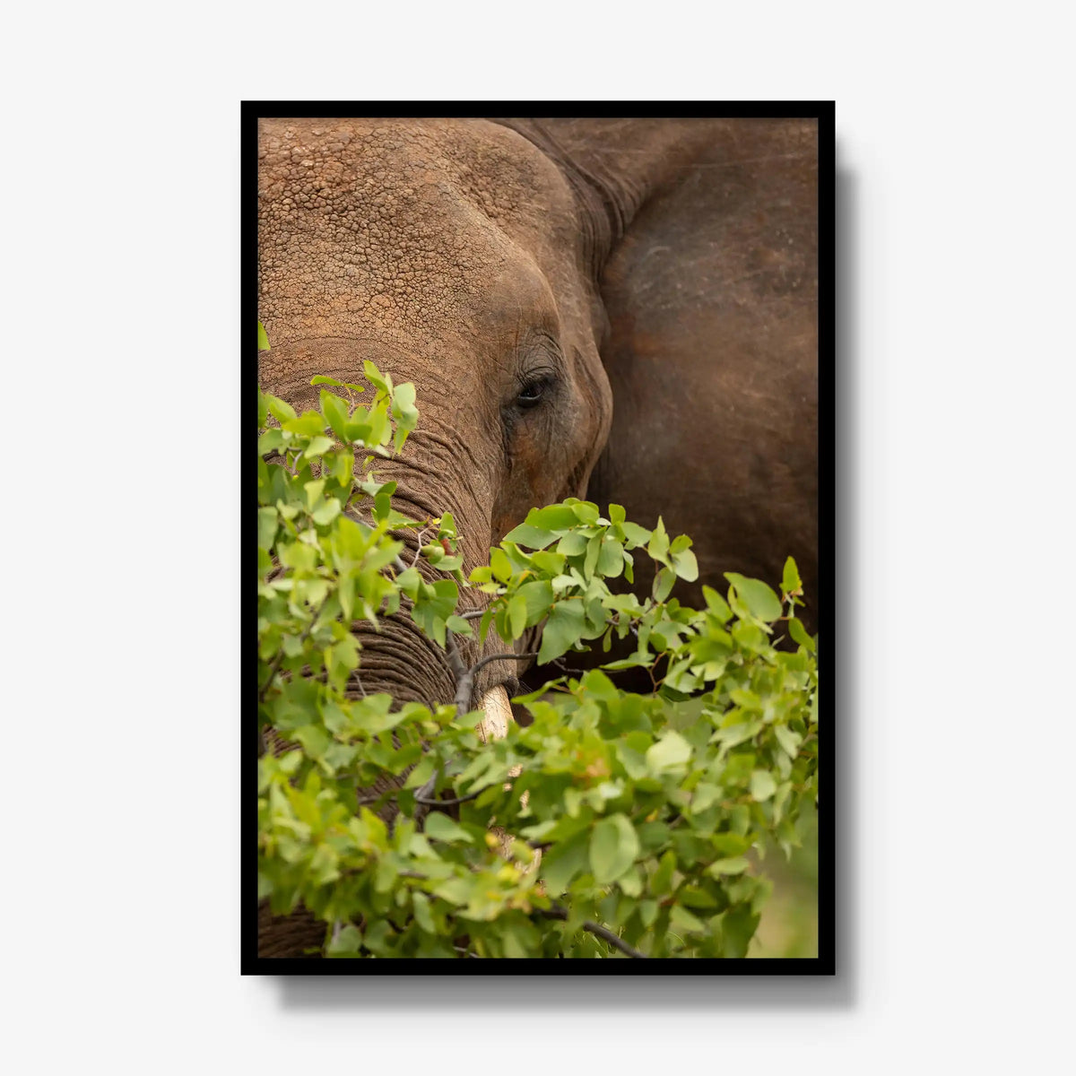 Quiet Giant — gallery / black / full