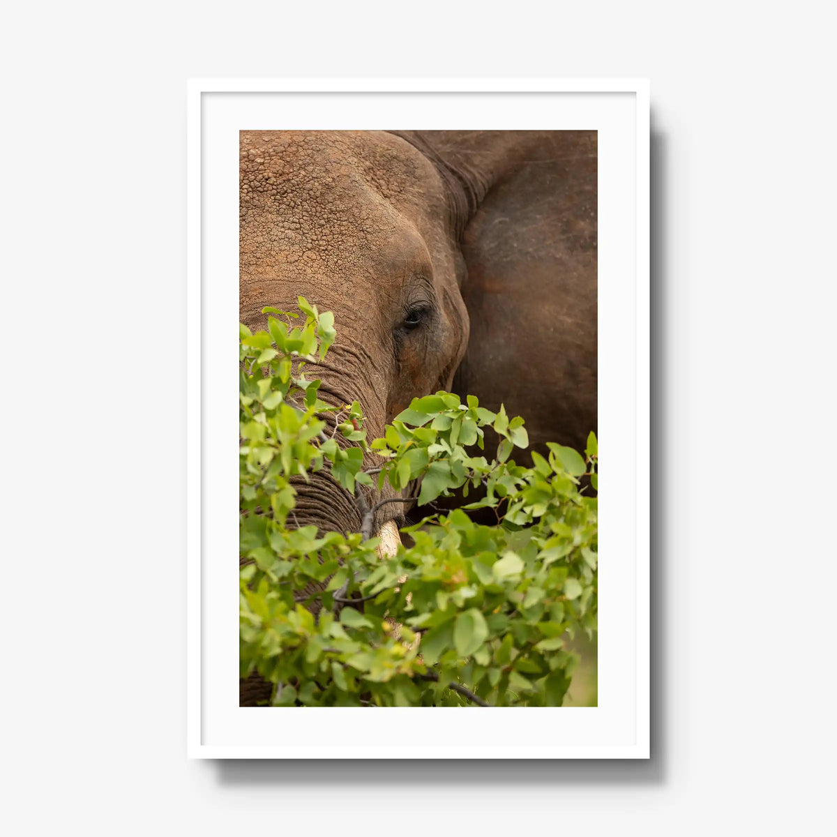 Quiet Giant — gallery / white / mat