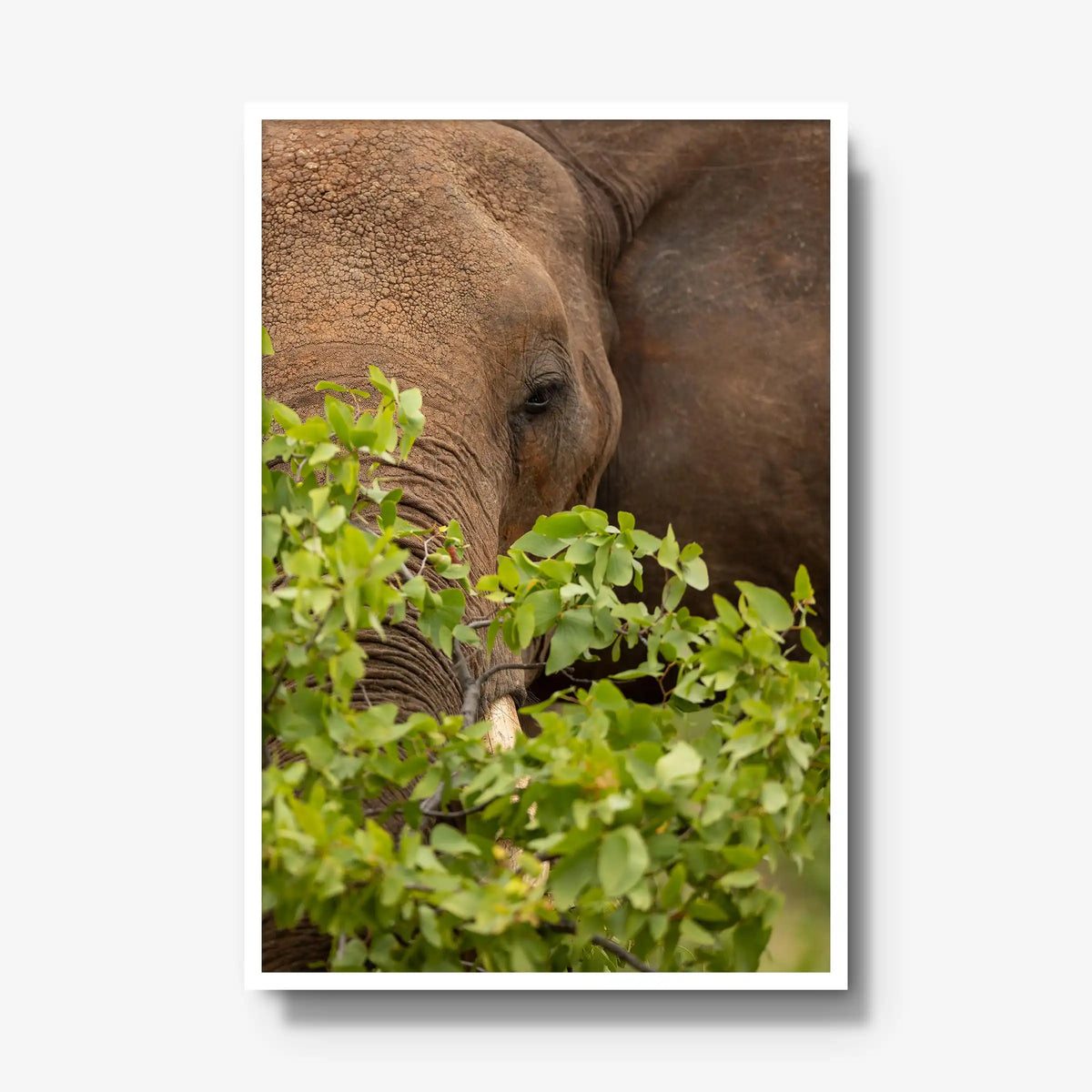 Quiet Giant — gallery / white / full