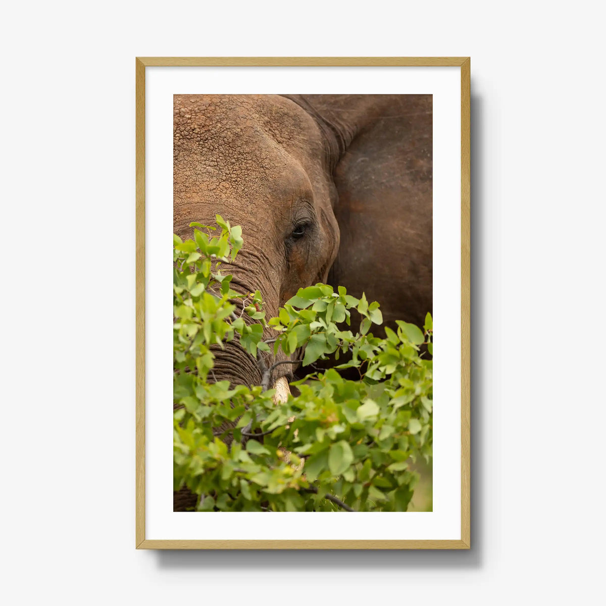 Quiet Giant — gallery / natural / mat