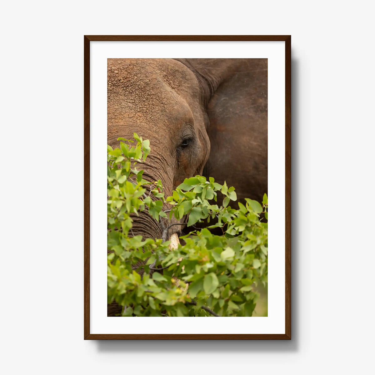 Quiet Giant — gallery / brown / mat