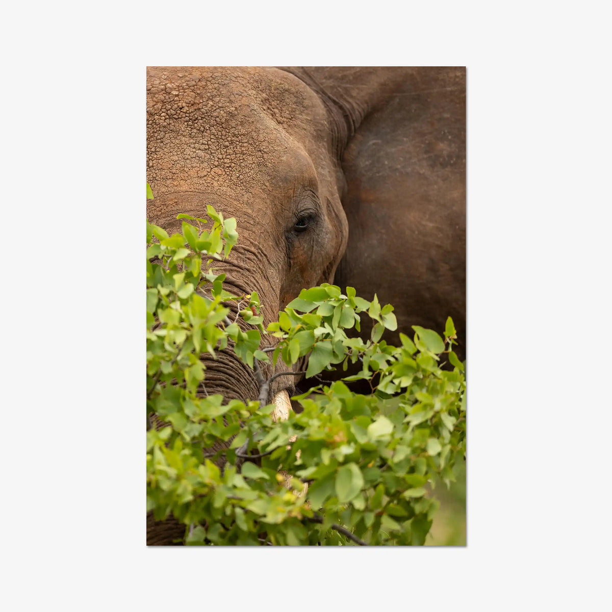 Quiet Giant — gallery / print / n/a