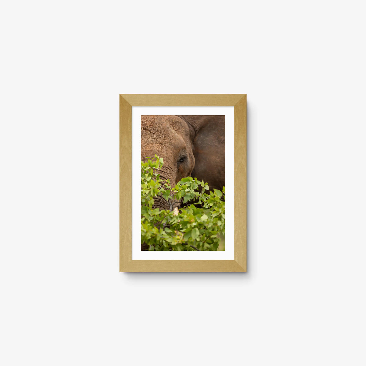 Quiet Giant — mini / natural / mat