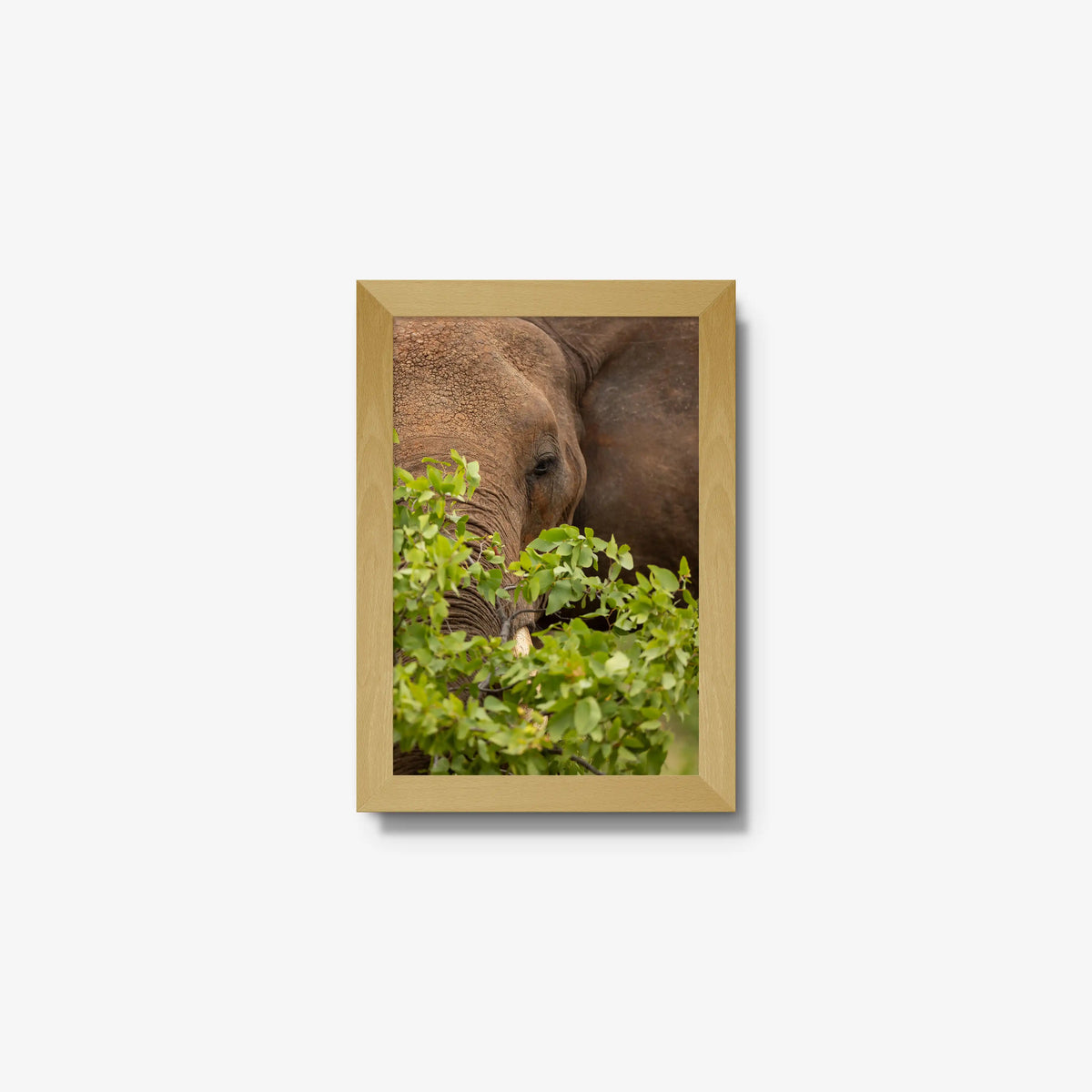 Quiet Giant — mini / natural / full