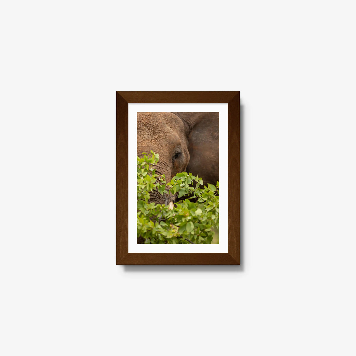 Quiet Giant — mini / brown / mat