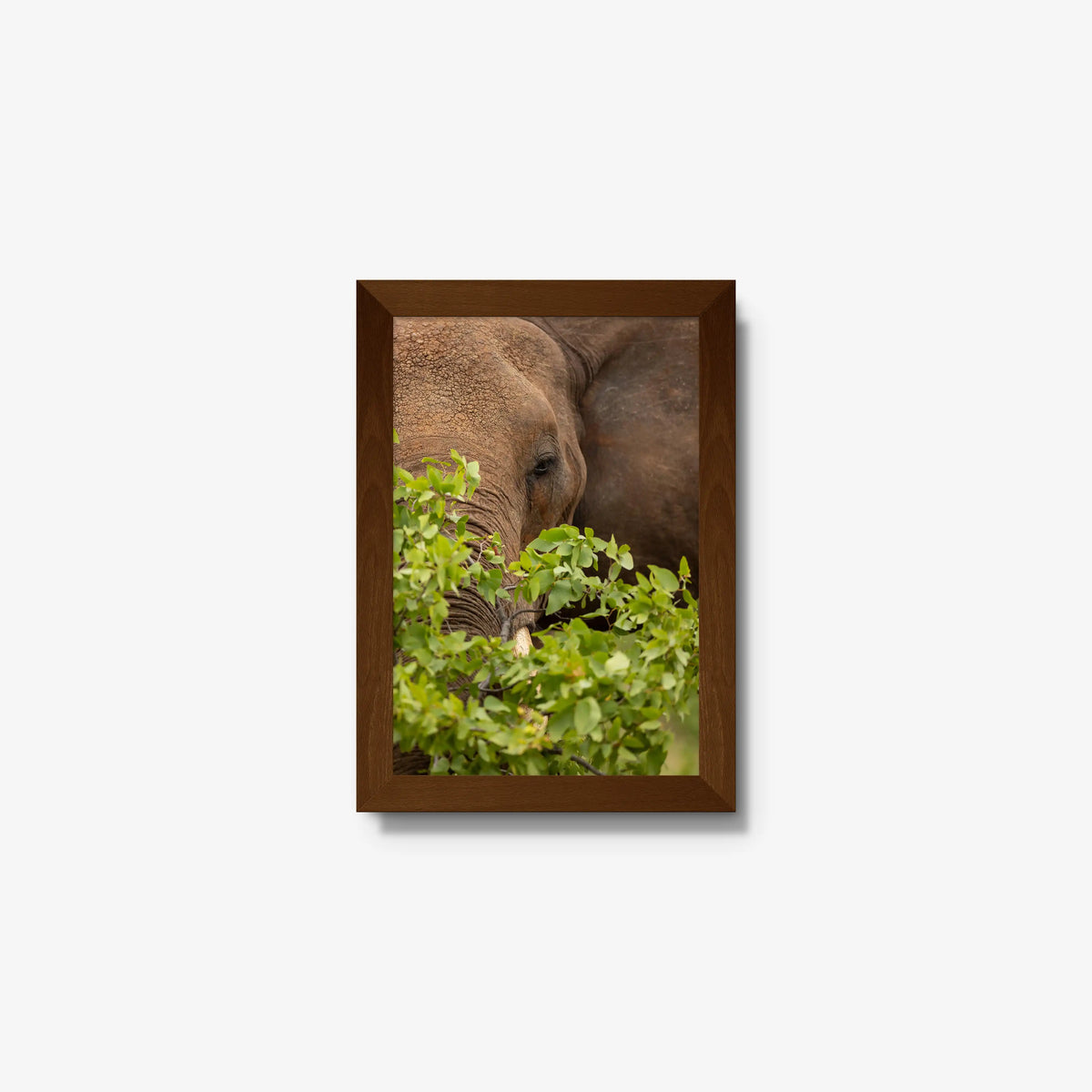 Quiet Giant — mini / brown / full