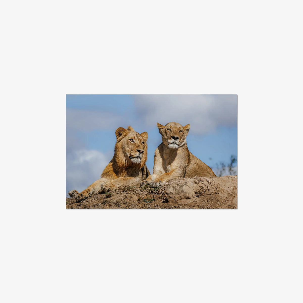 The River Pride — medium / print / n/a