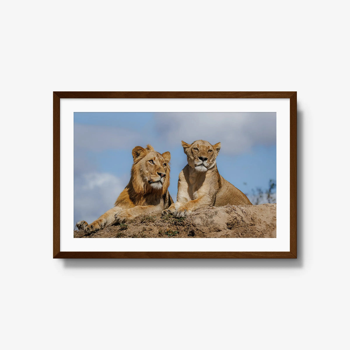 The River Pride — large / brown / mat