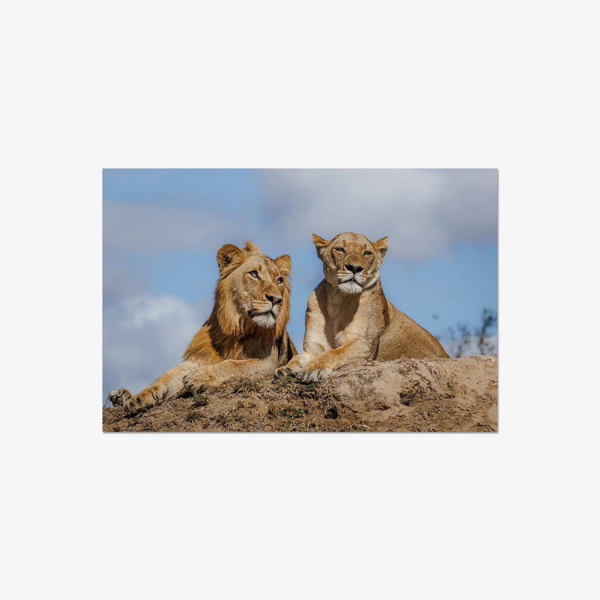 The River Pride — large / print / n/a