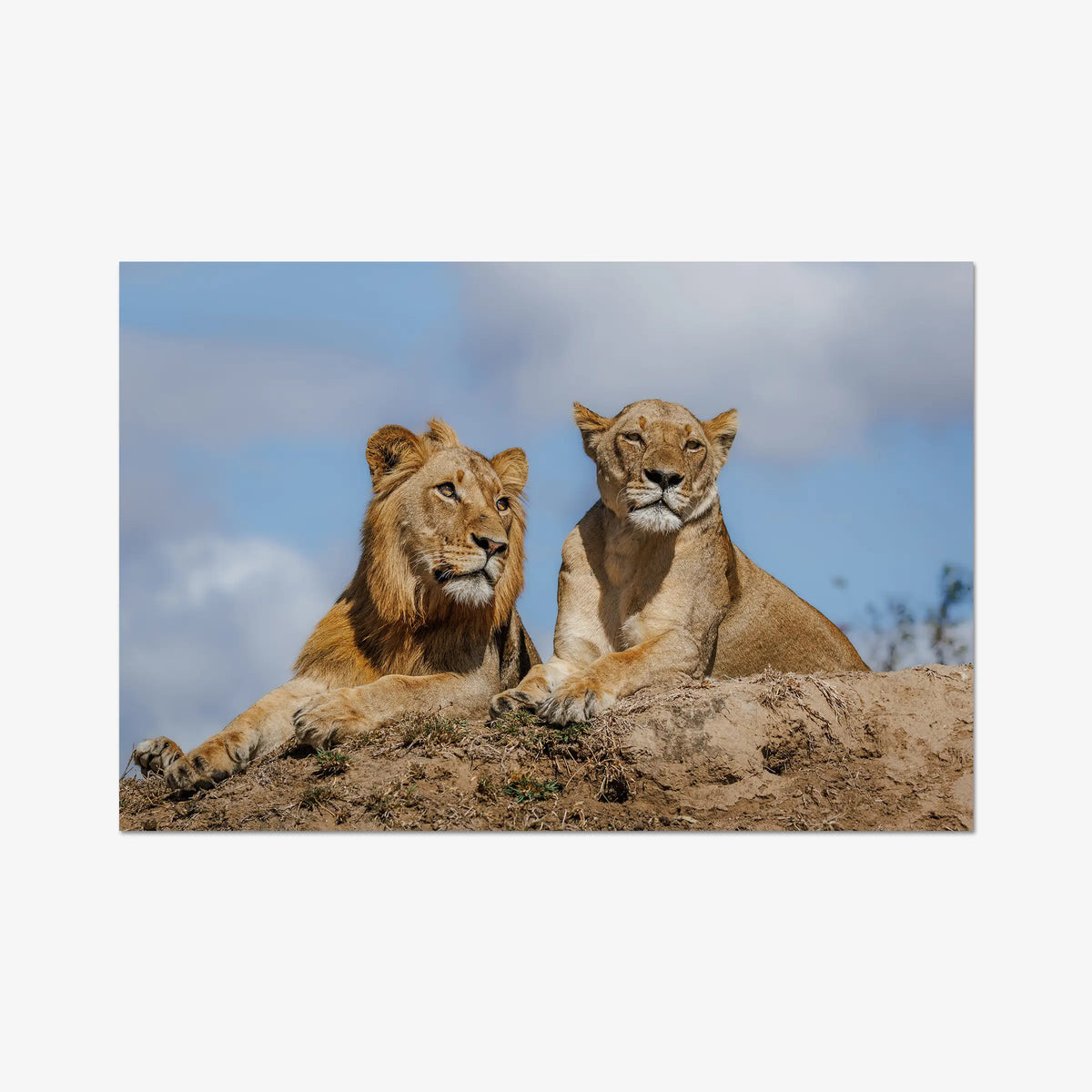 The River Pride — gallery / print / n/a