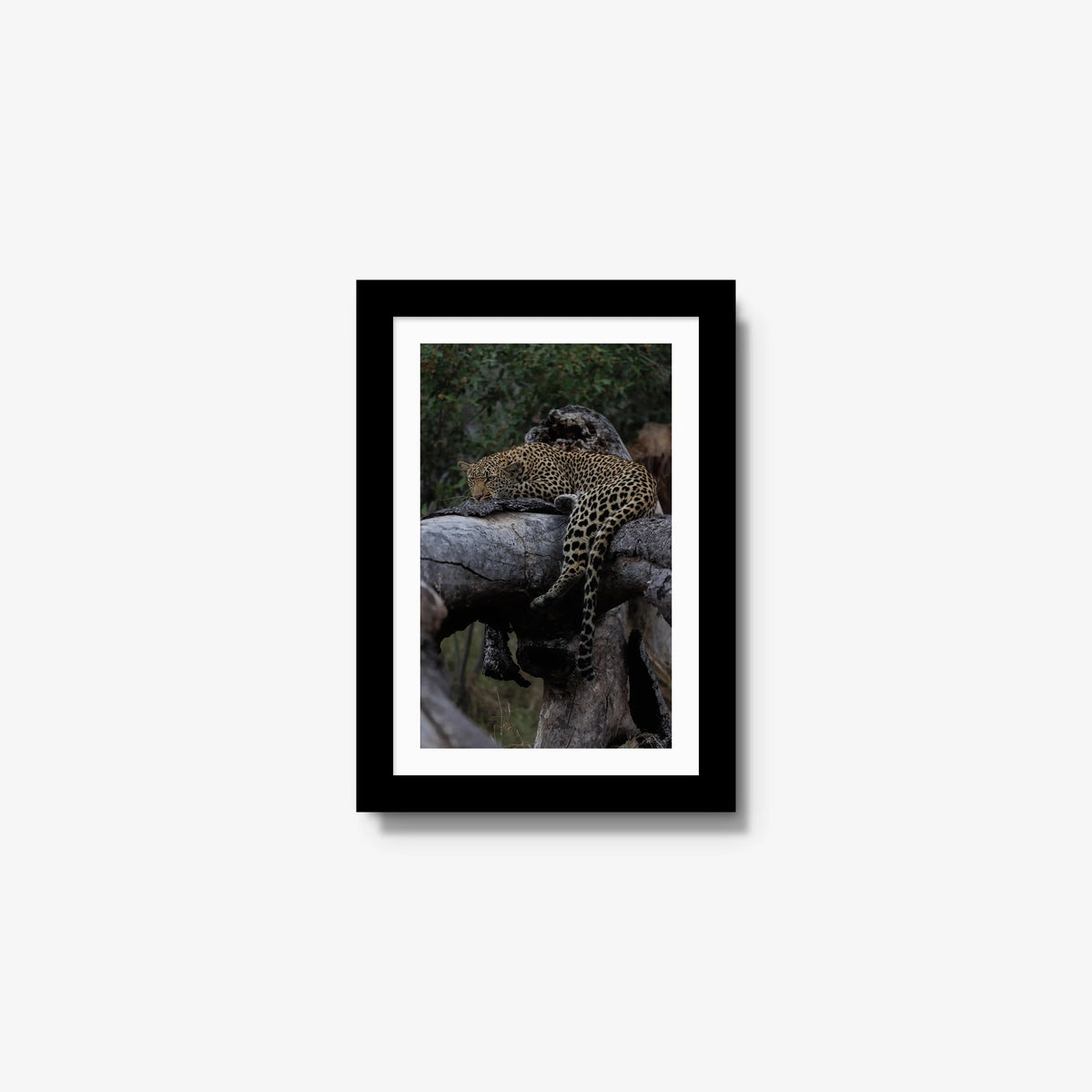 Settled — mini / black / mat