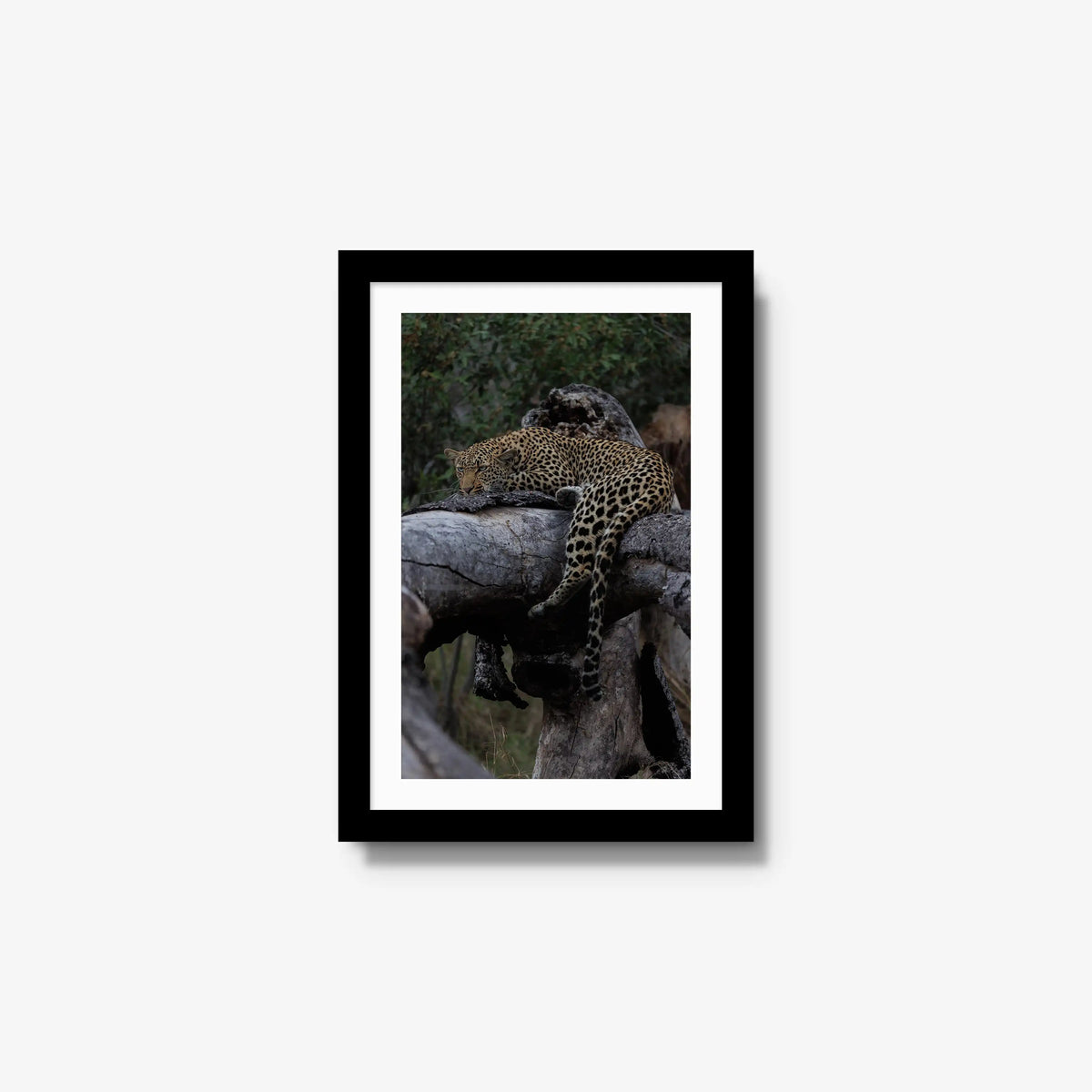 Settled — small / black / mat