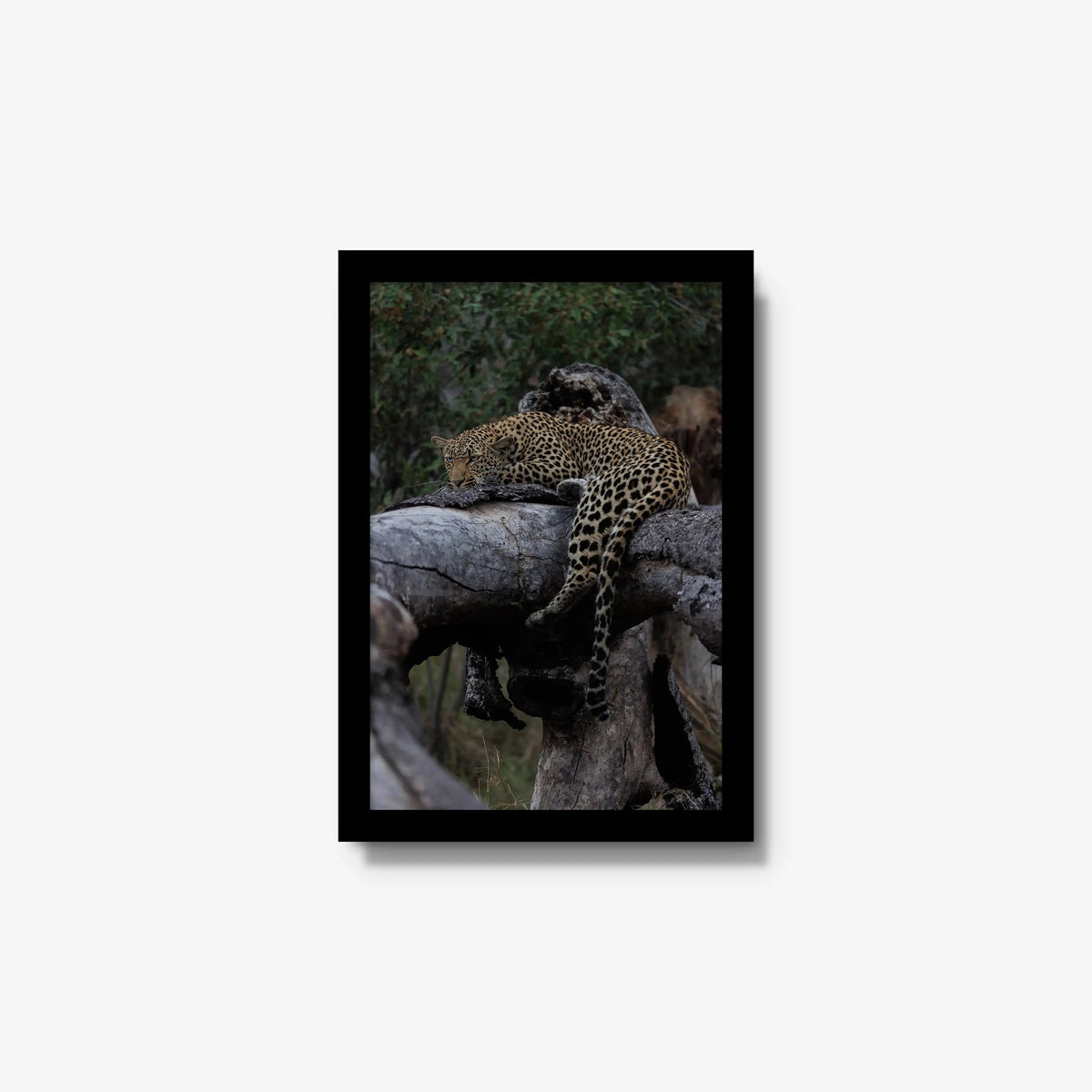 Settled — small / black / full