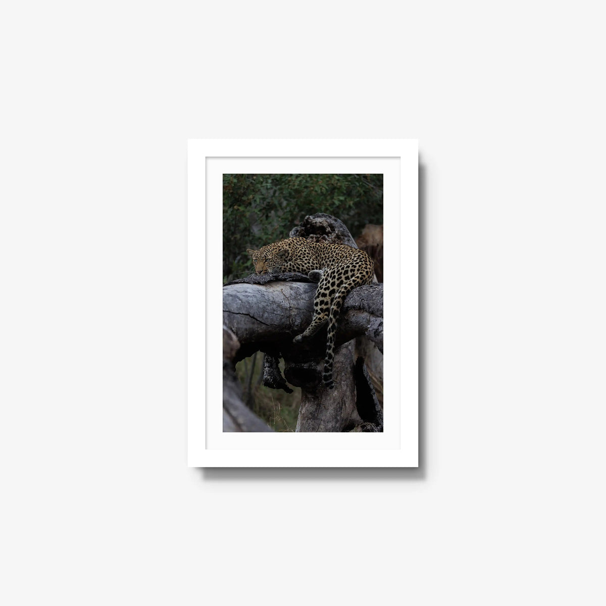 Settled — small / white / mat