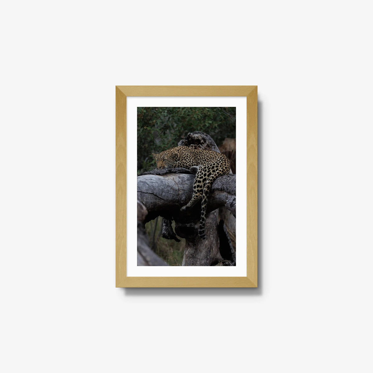 Settled — small / natural / mat