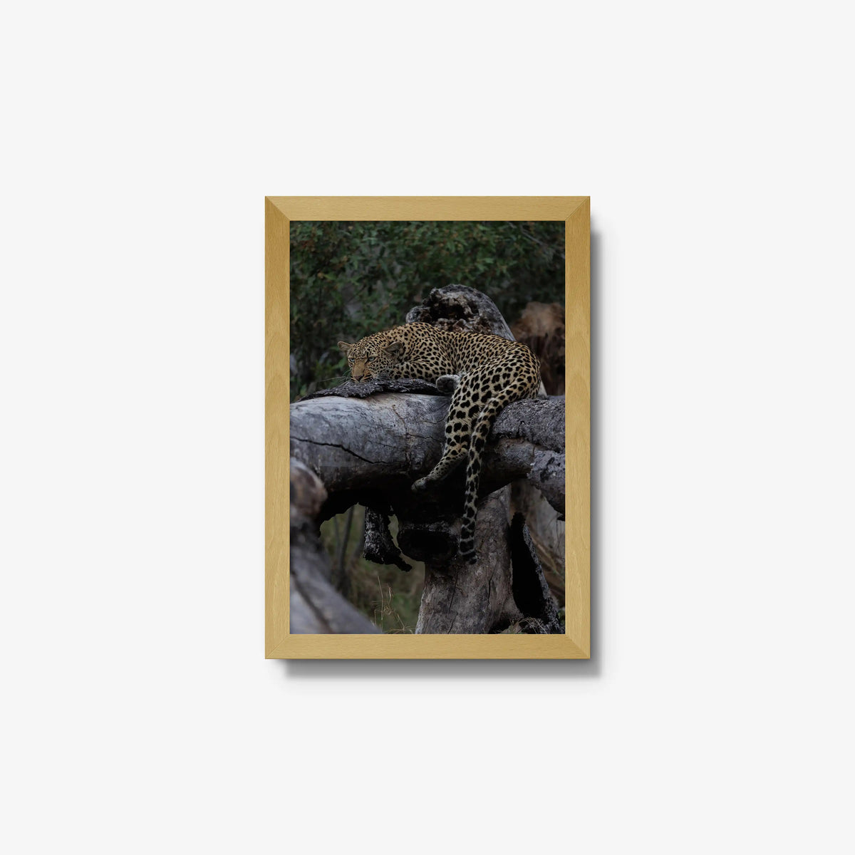 Settled — small / natural / full