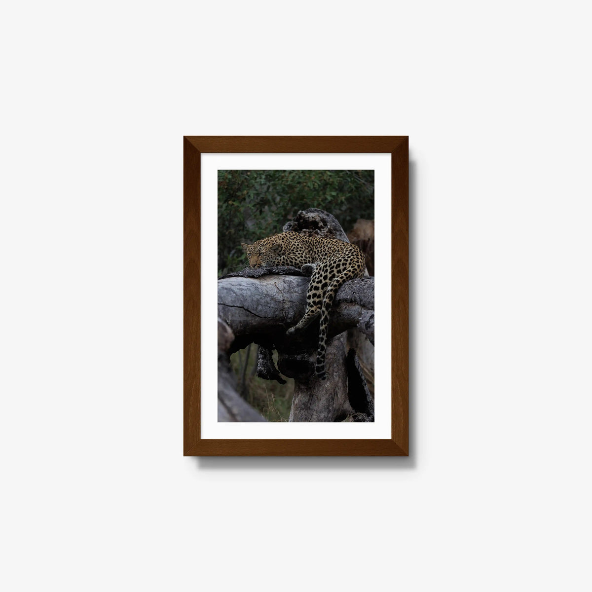 Settled — small / brown / mat