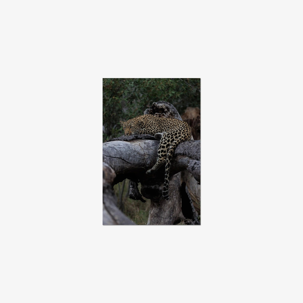 Settled — small / print / n/a