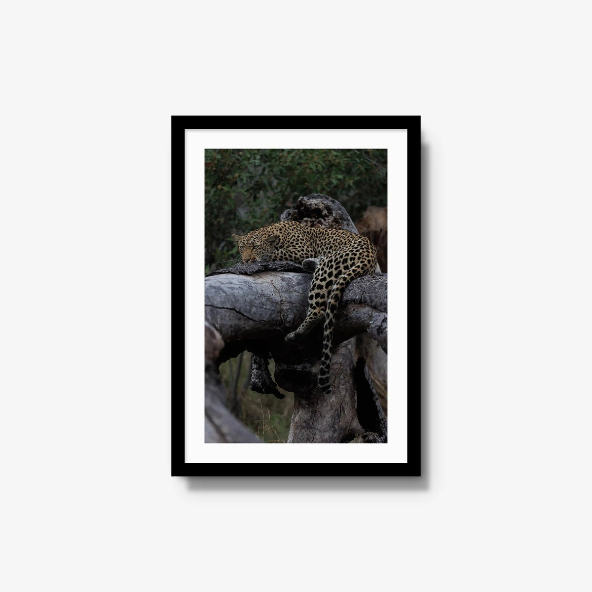 Settled — medium / black / mat