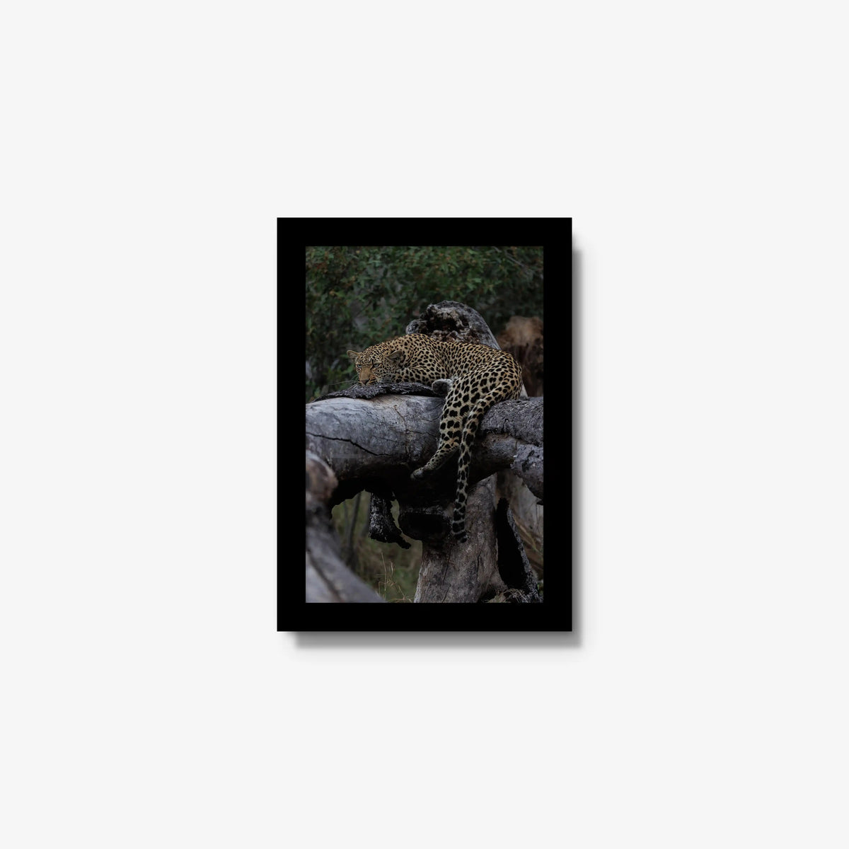 Settled — mini / black / full