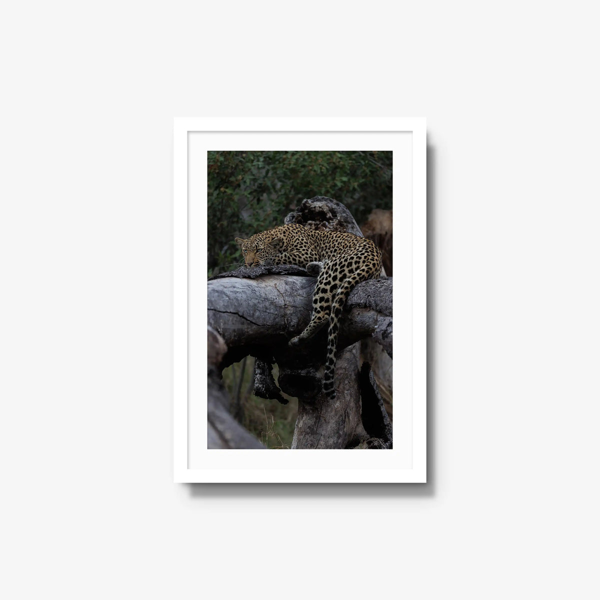 Settled — medium / white / mat