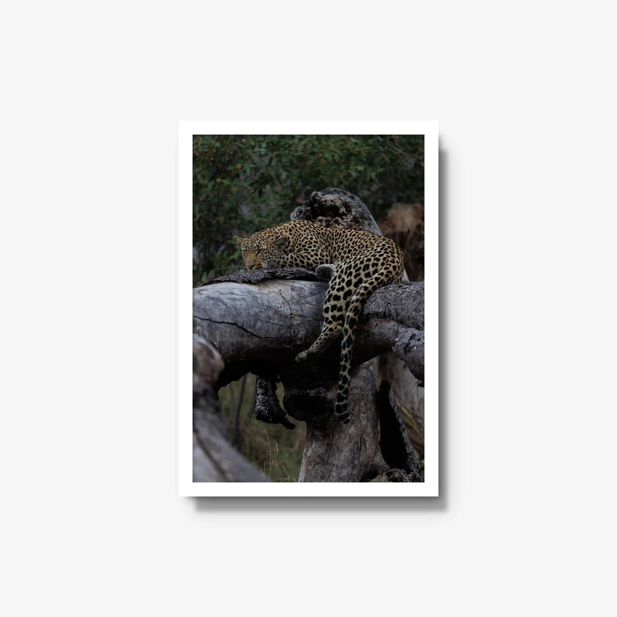 Settled — medium / white / full