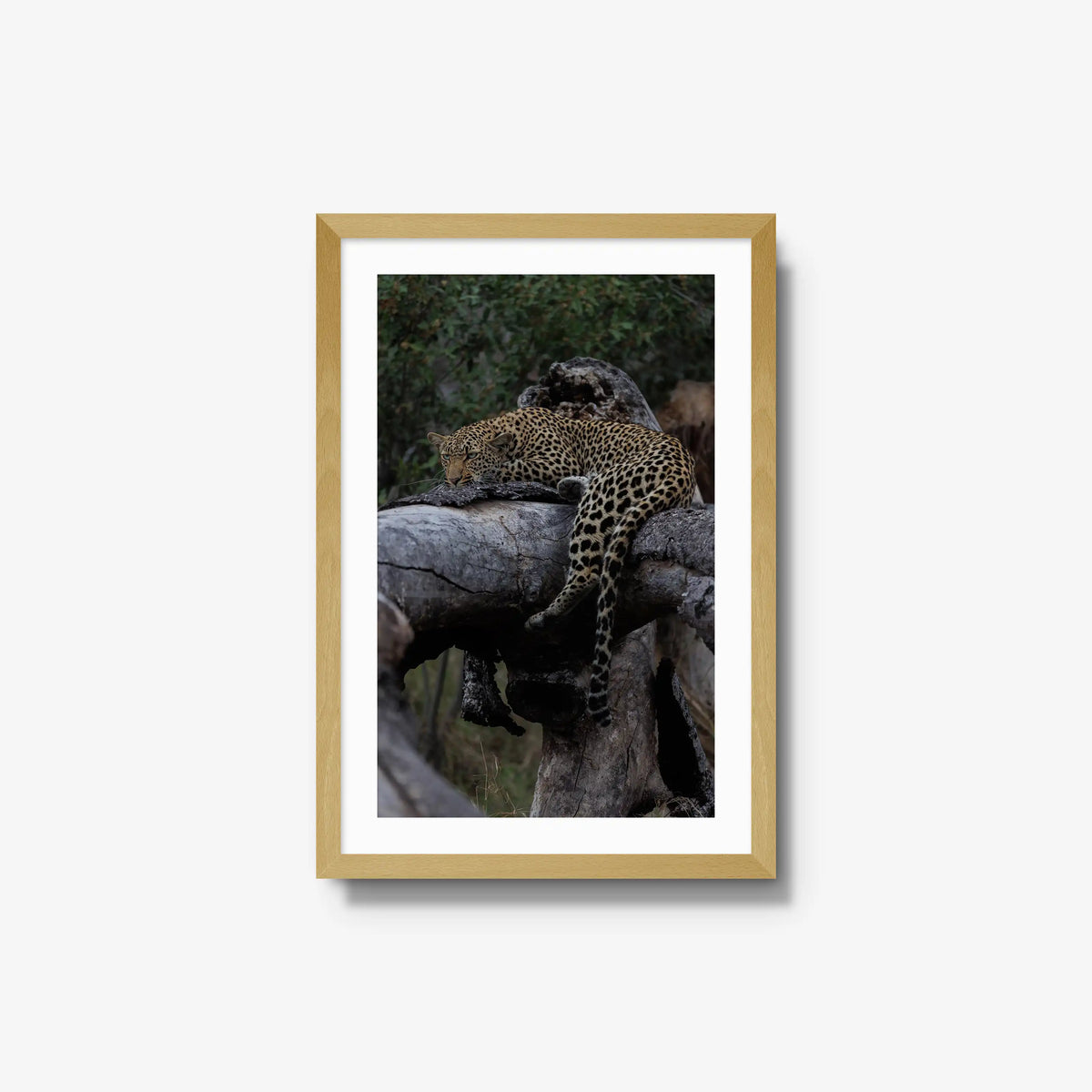 Settled — medium / natural / mat