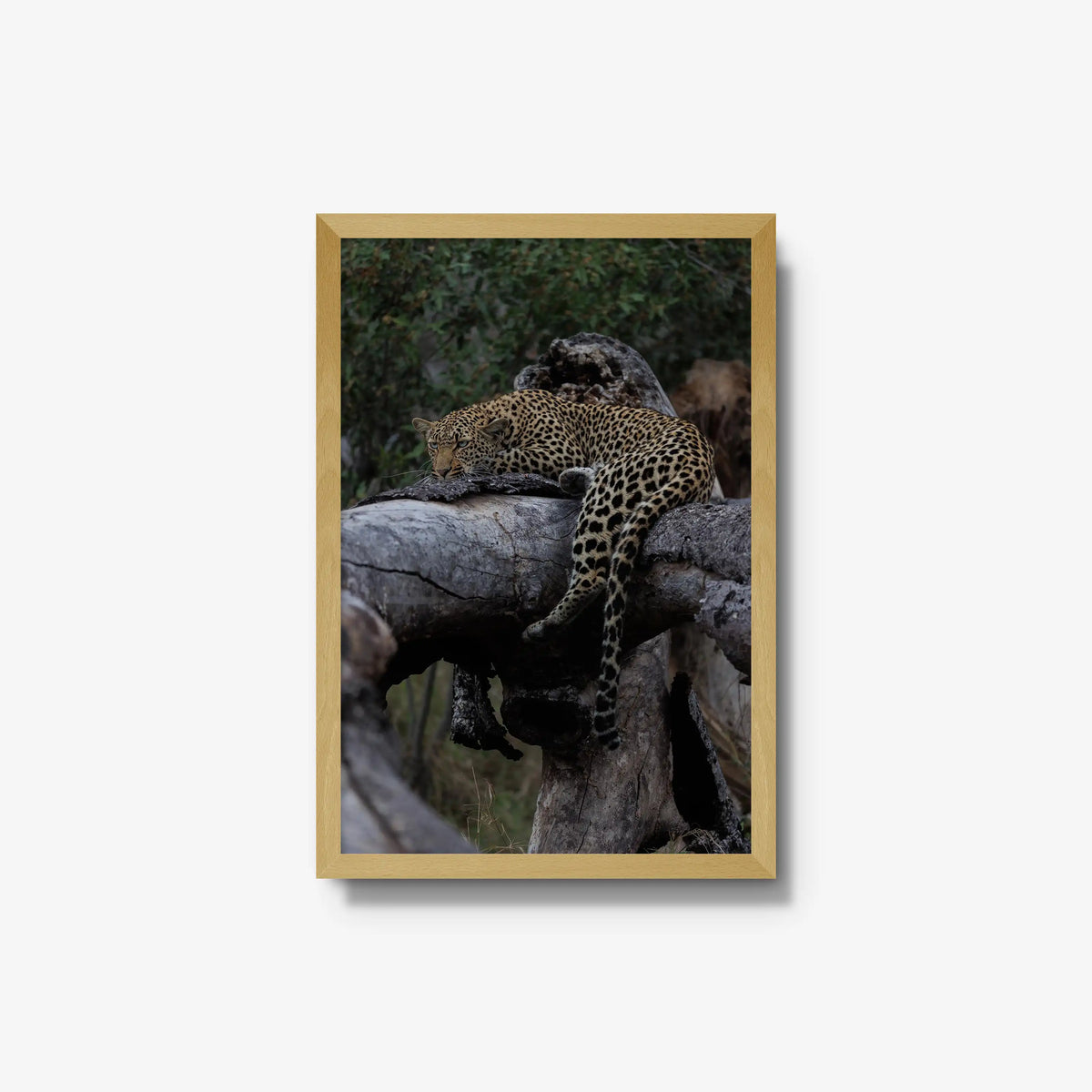 Settled — medium / natural / full