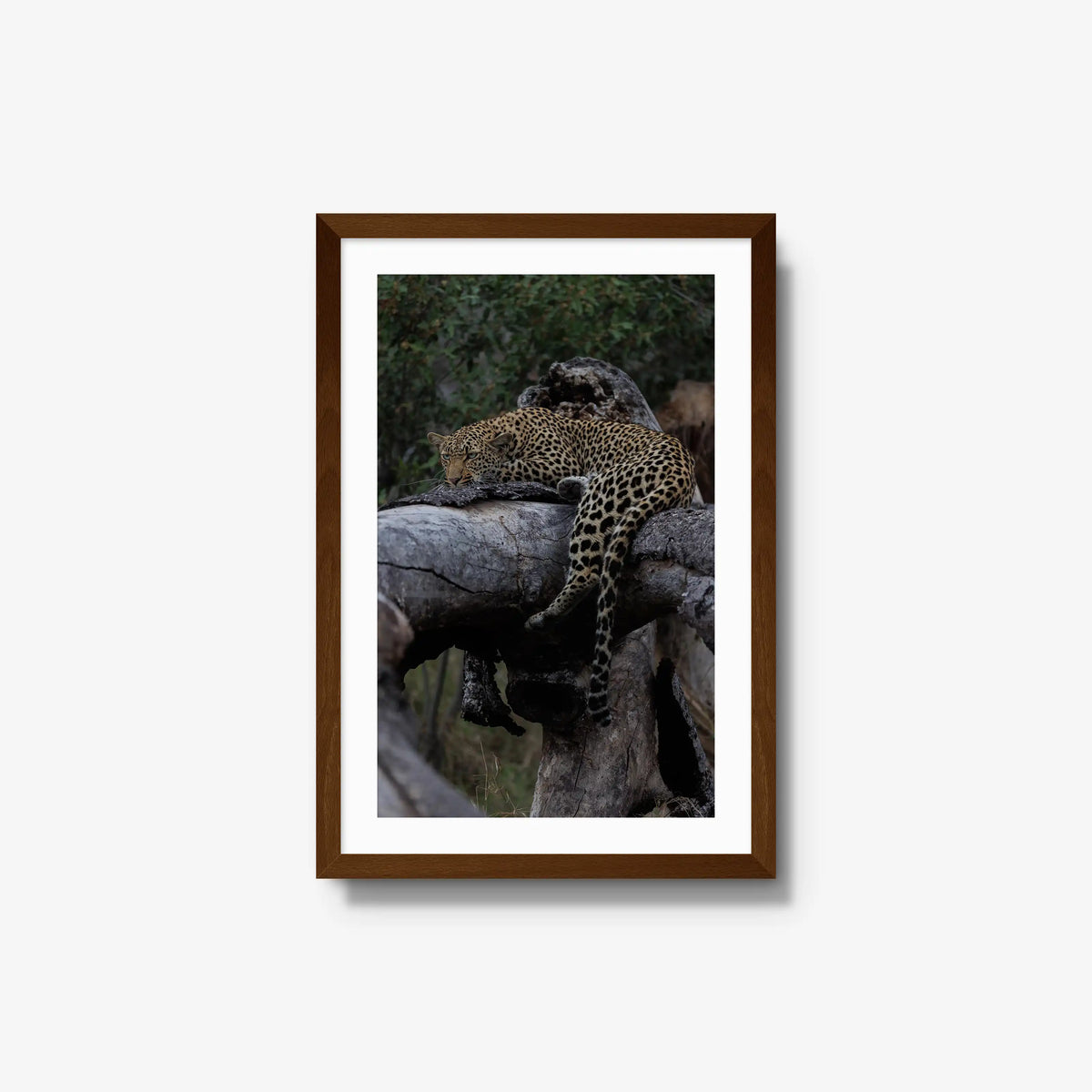 Settled — medium / brown / mat