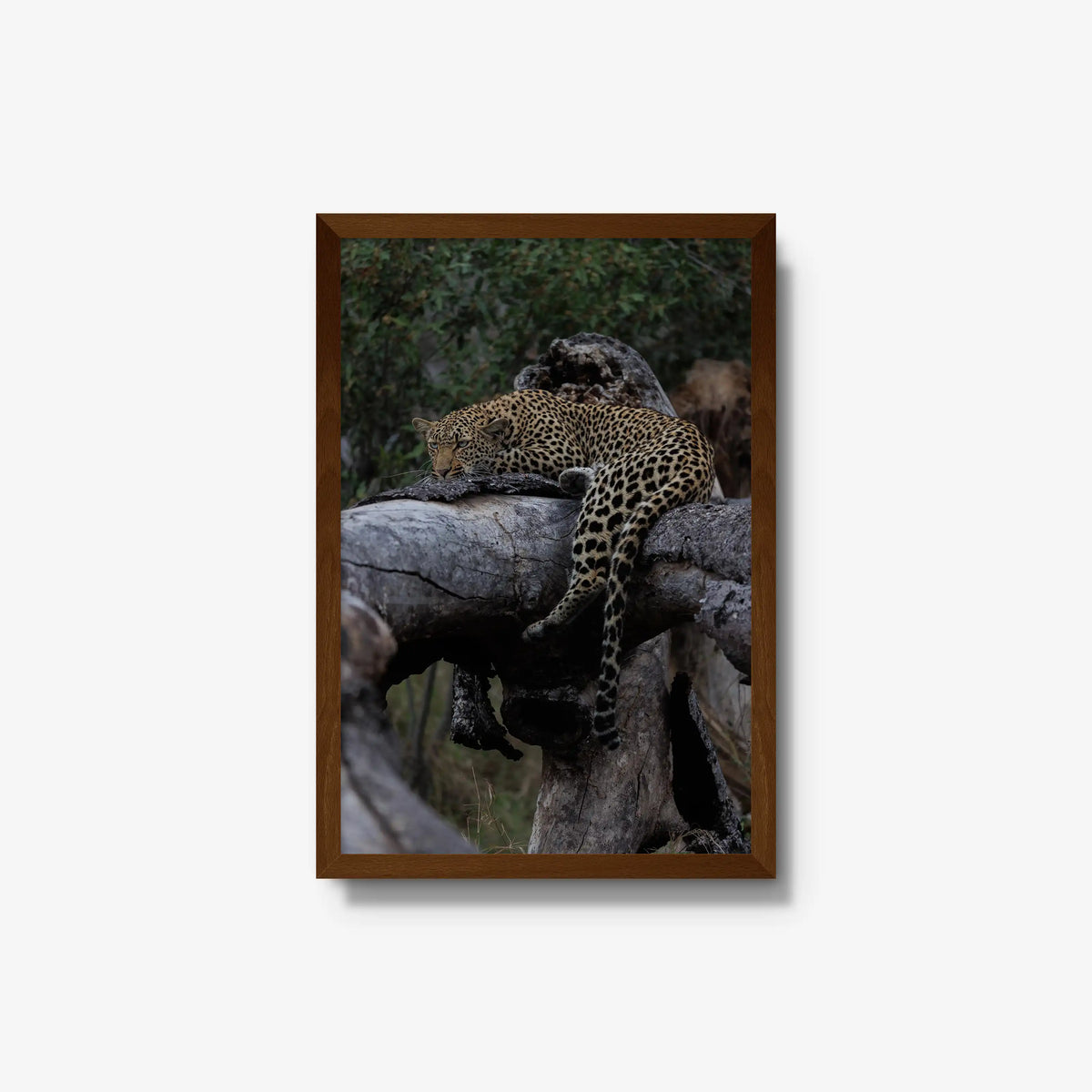 Settled — medium / brown / full