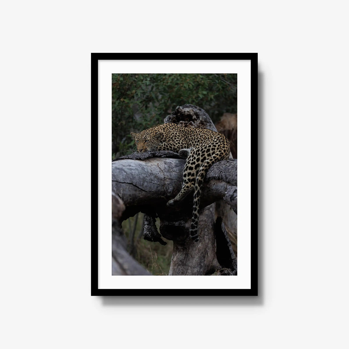 Settled — large / black / mat