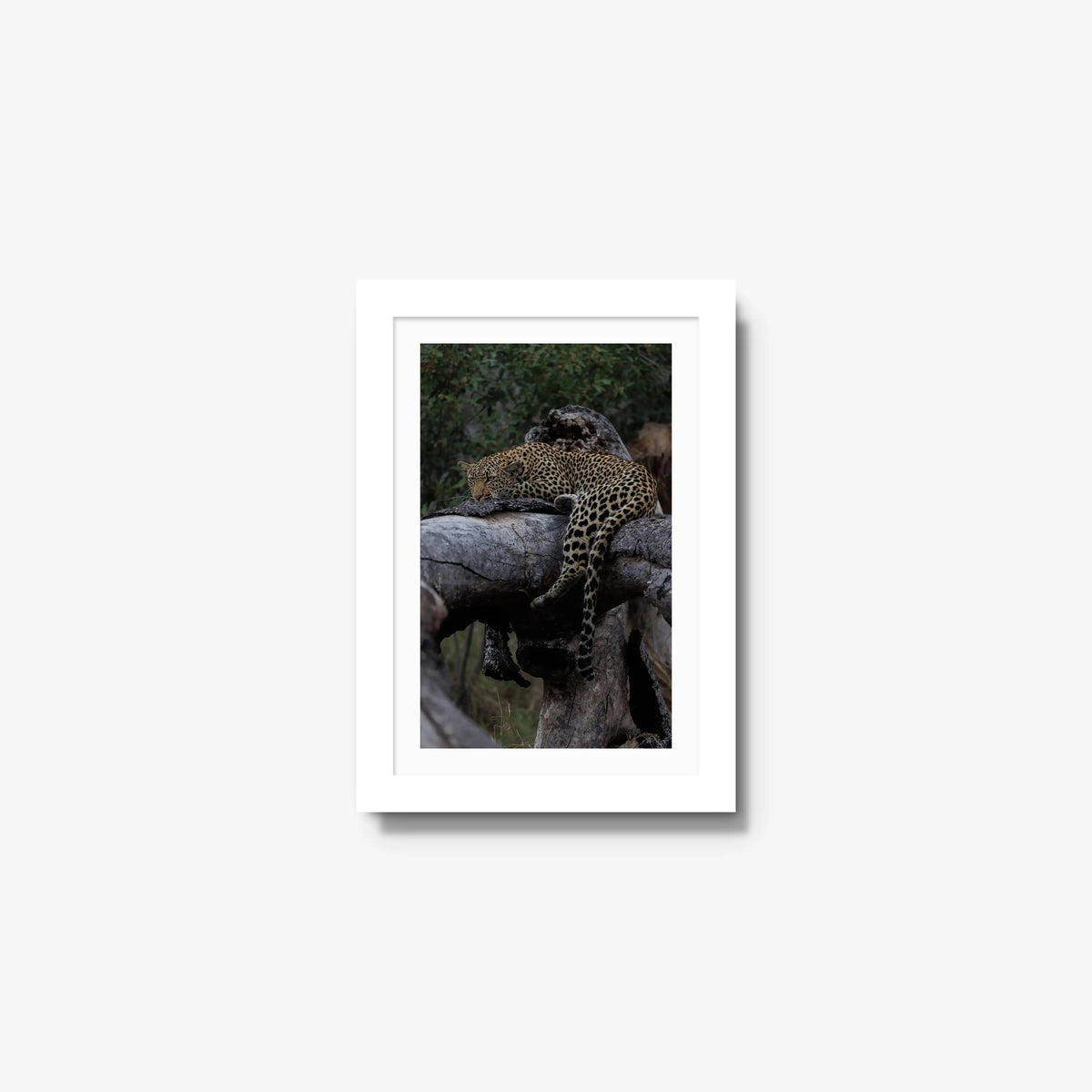 Settled — mini / white / mat