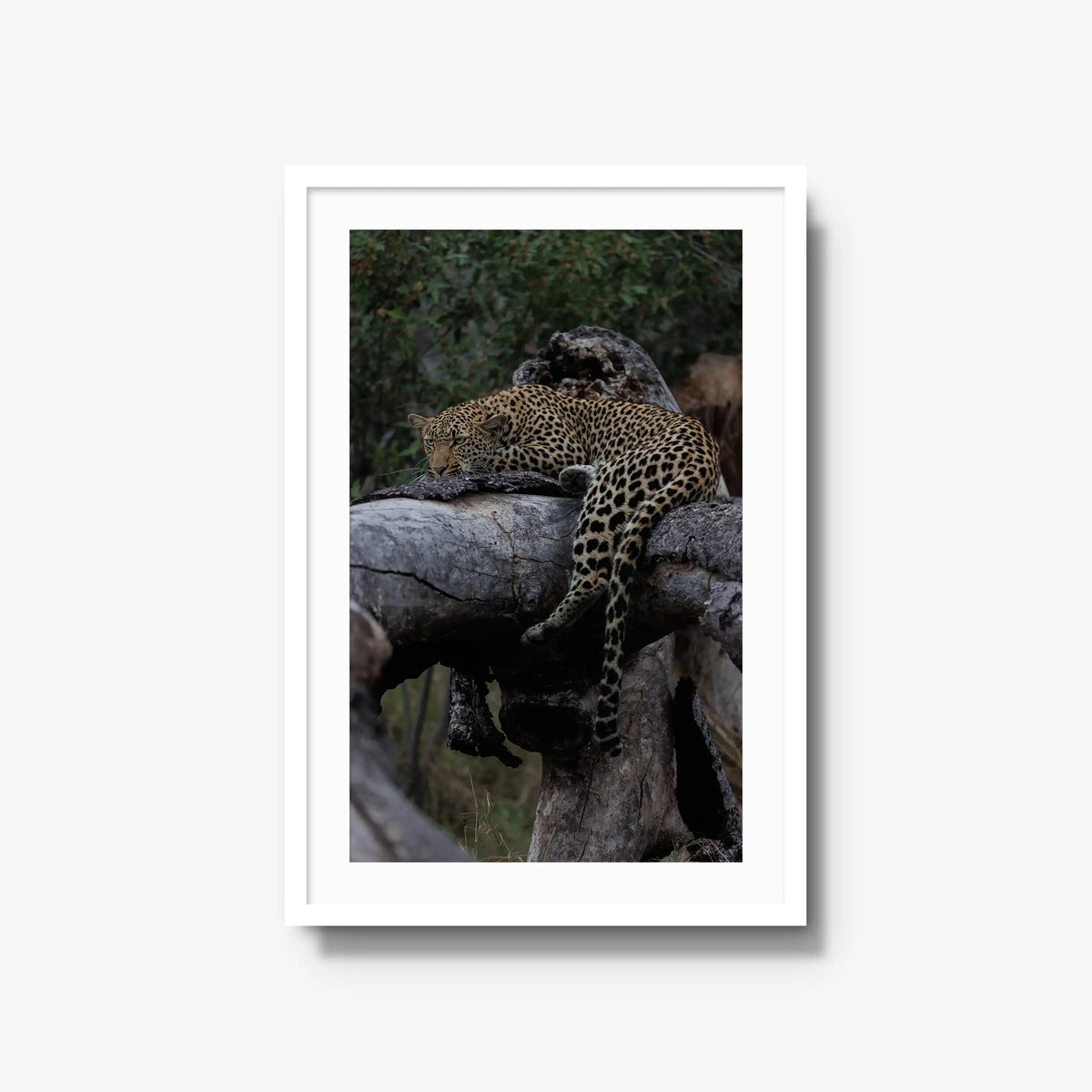 Settled — large / white / mat