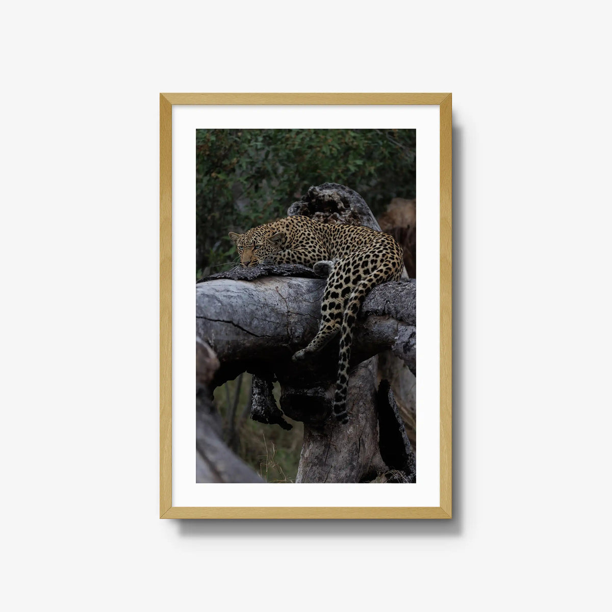 Settled — large / natural / mat