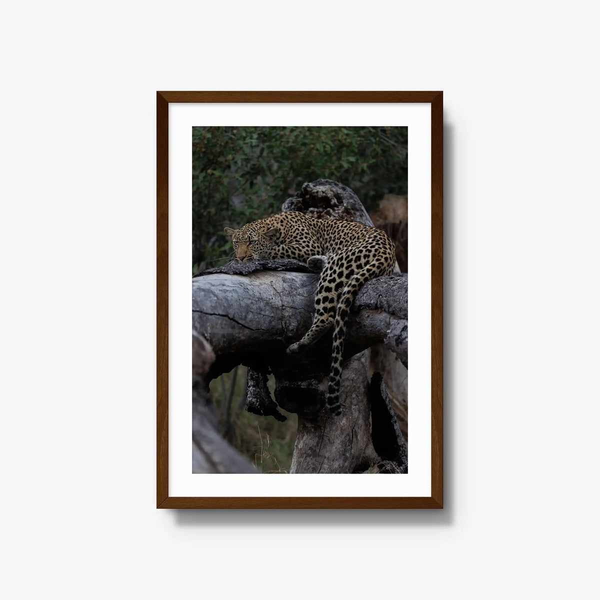 Settled — large / brown / mat