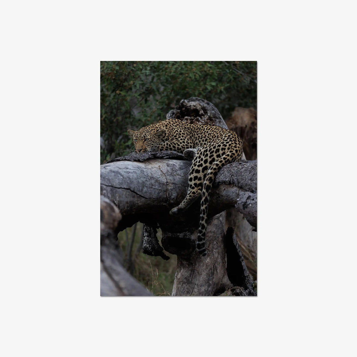 Settled — large / print / n/a