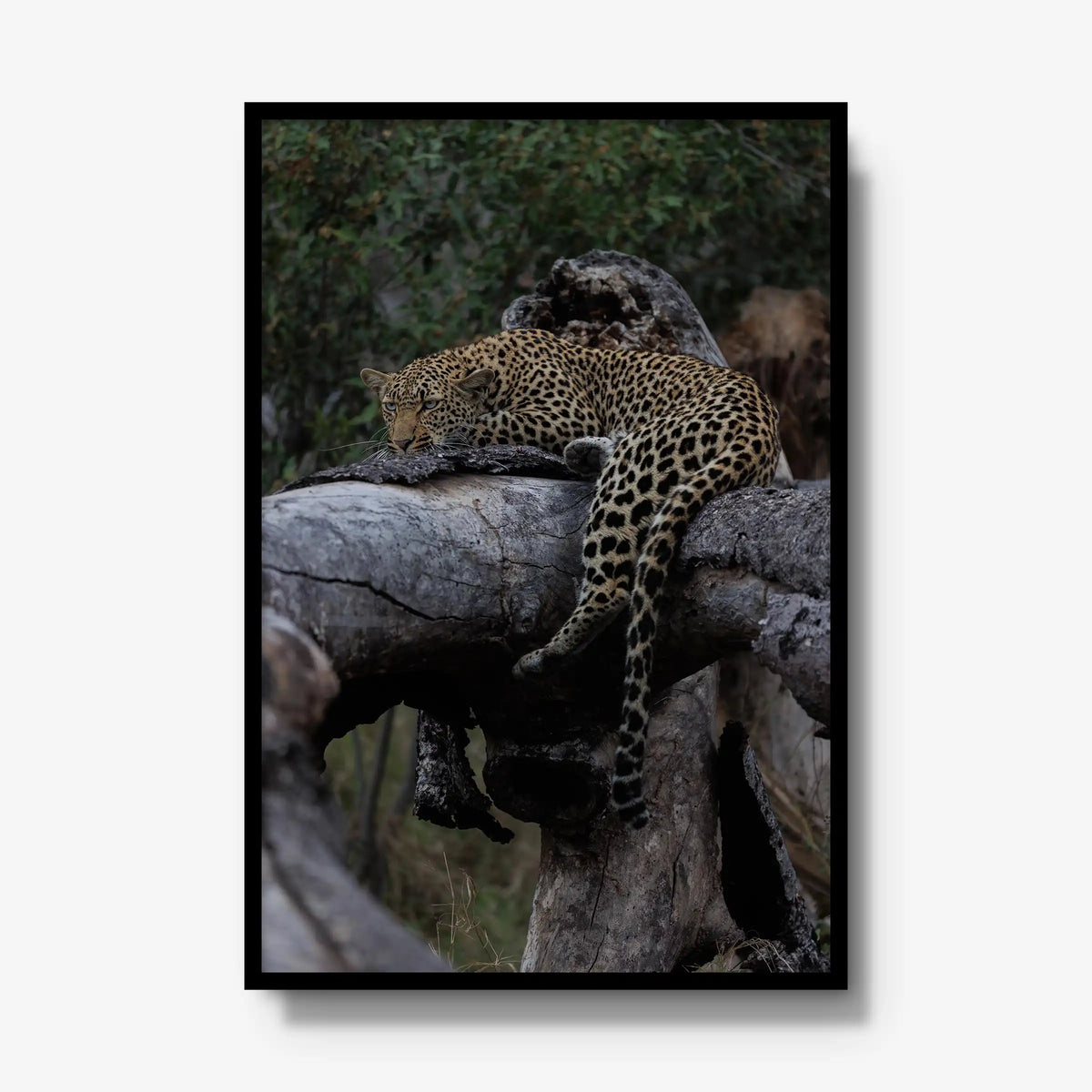 Settled — gallery / black / full