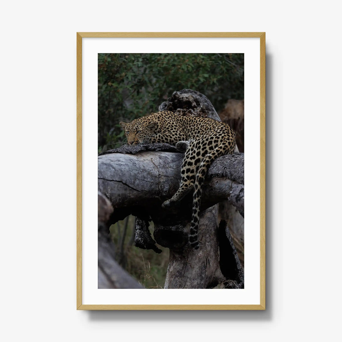 Settled — gallery / natural / mat