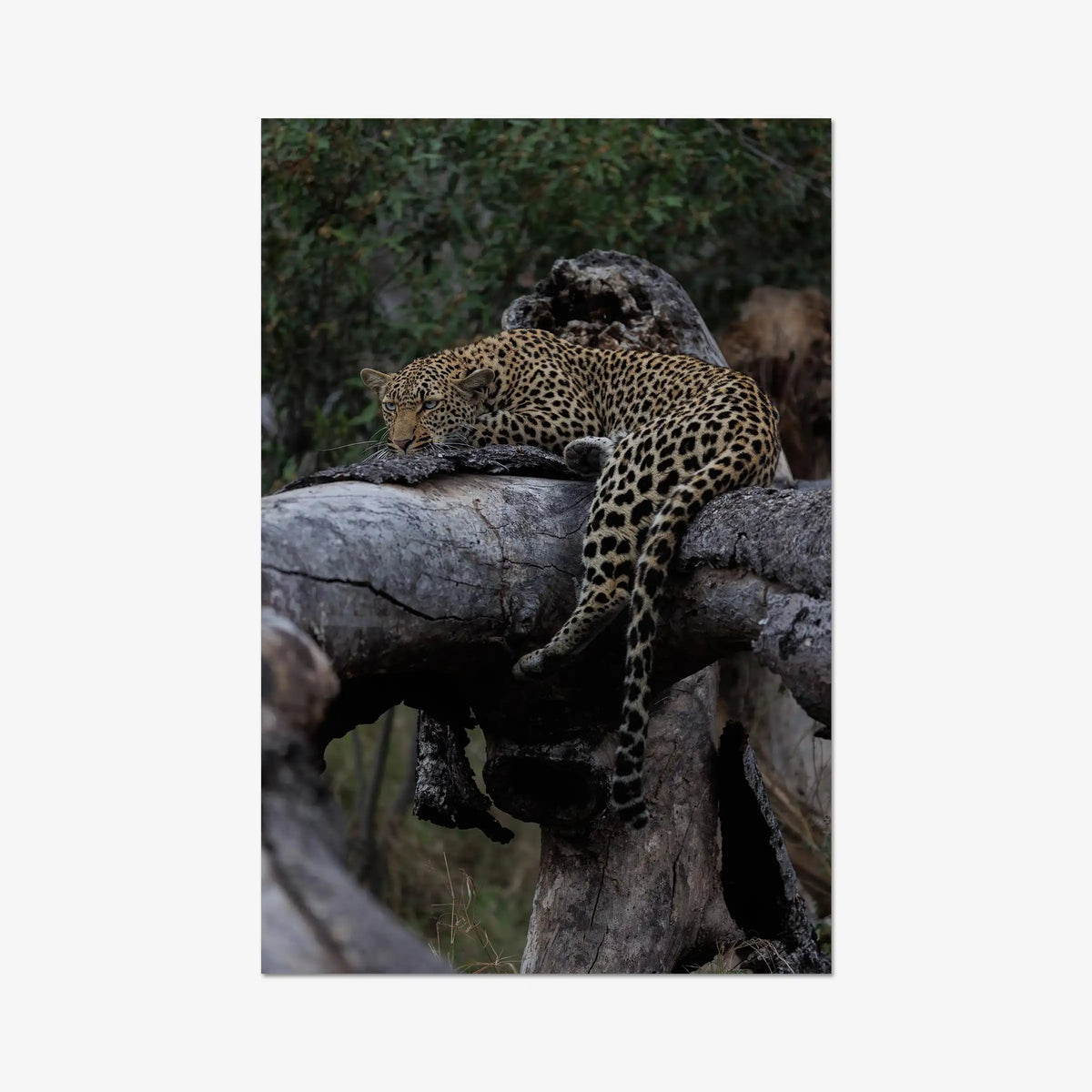 Settled — gallery / print / n/a