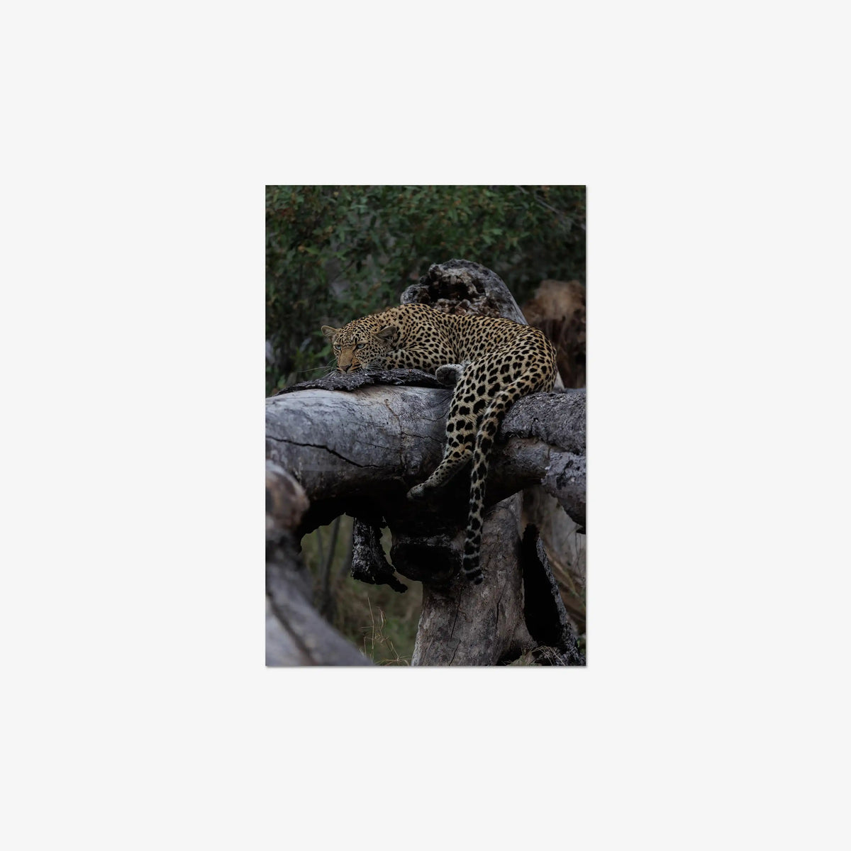Settled — mini / digital / n/a