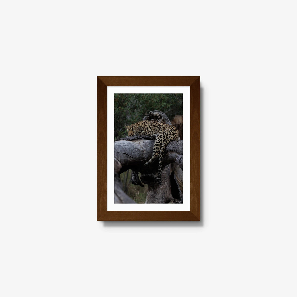 Settled — mini / brown / mat