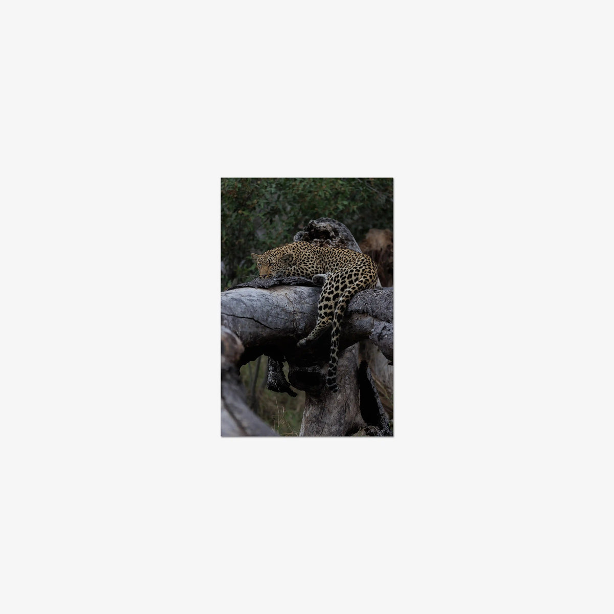 Settled — mini / print / n/a