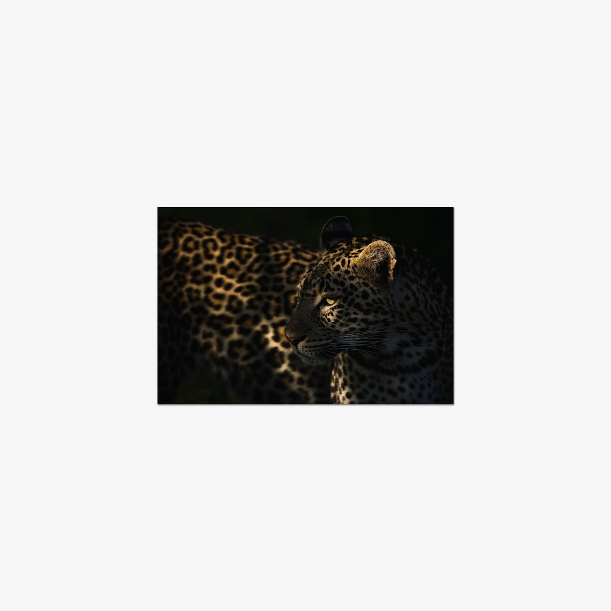 Side Light — small / print / n/a