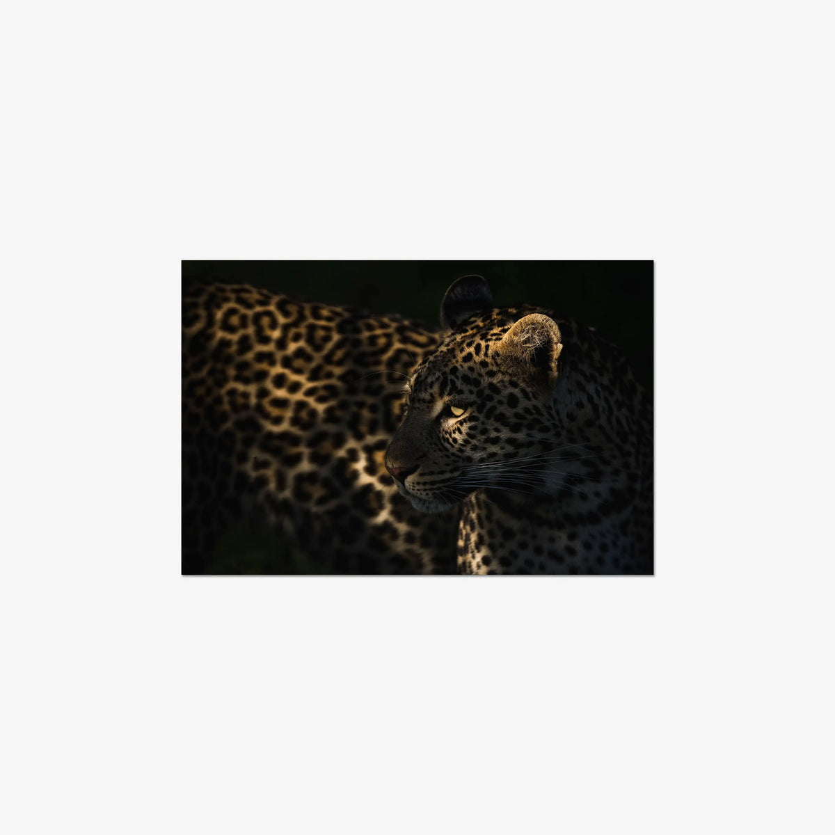 Side Light — medium / print / n/a