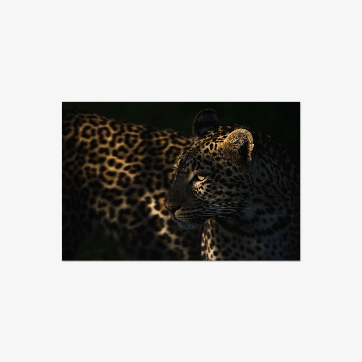 Side Light — large / print / n/a