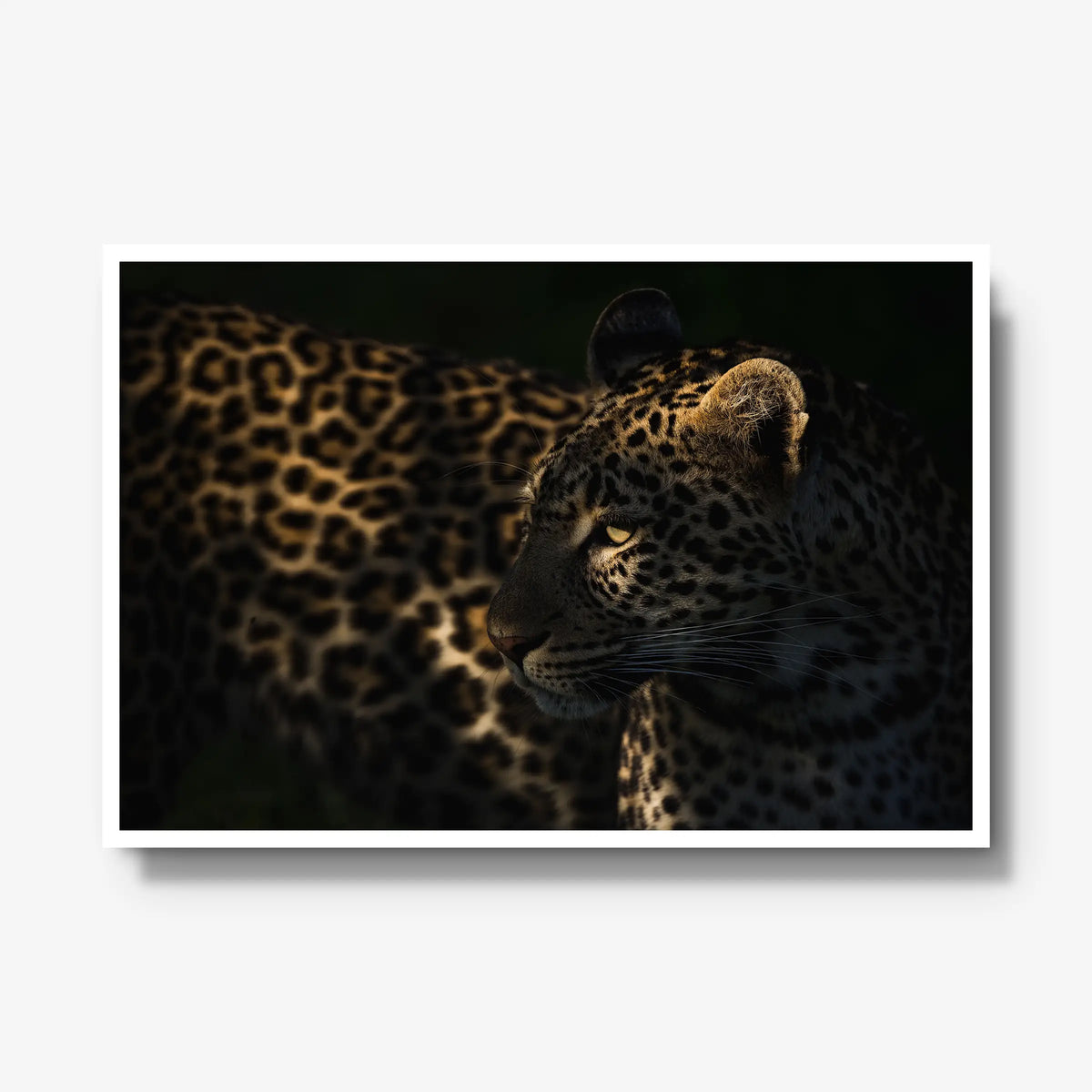 Side Light — gallery / white / full