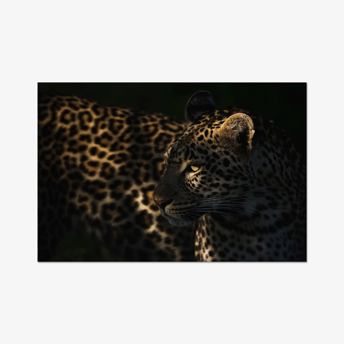 Side Light — gallery / print / n/a