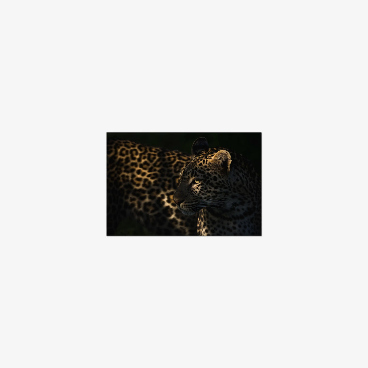 Side Light — mini / print / n/a
