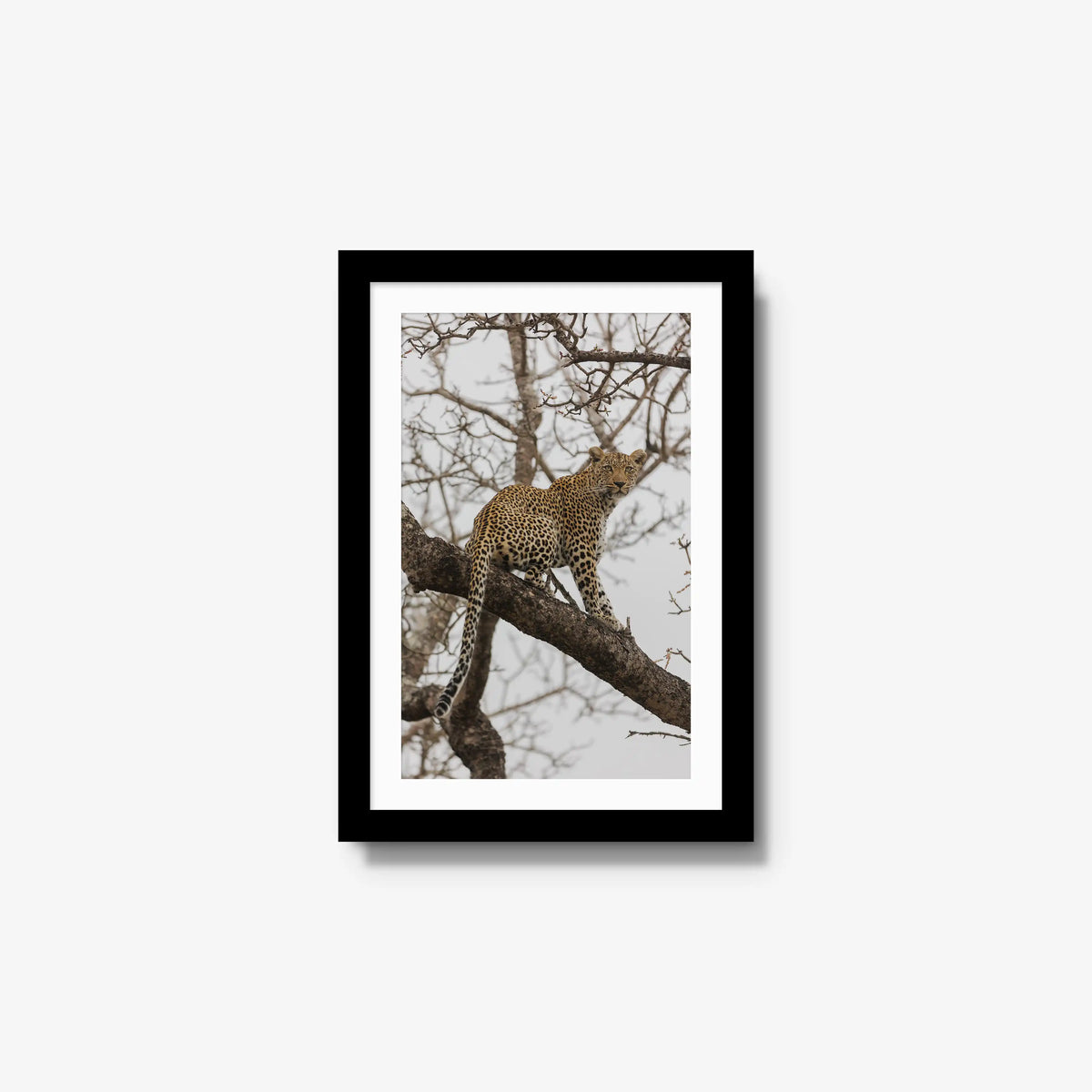 Steady — small / black / mat